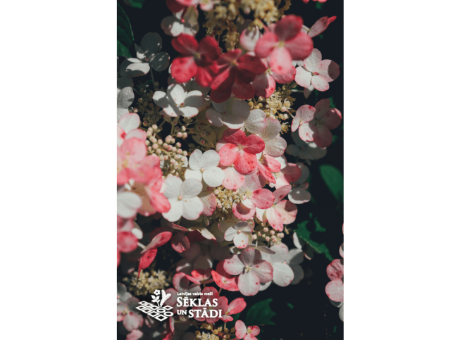 Hydrangea paniculata   'Little Quick Fire' = ‘Smhplqf’